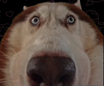 1775497677421.png