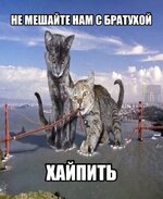 IMG_7472.jpeg