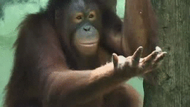 1363594022_1998424543.gif