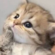 Soya